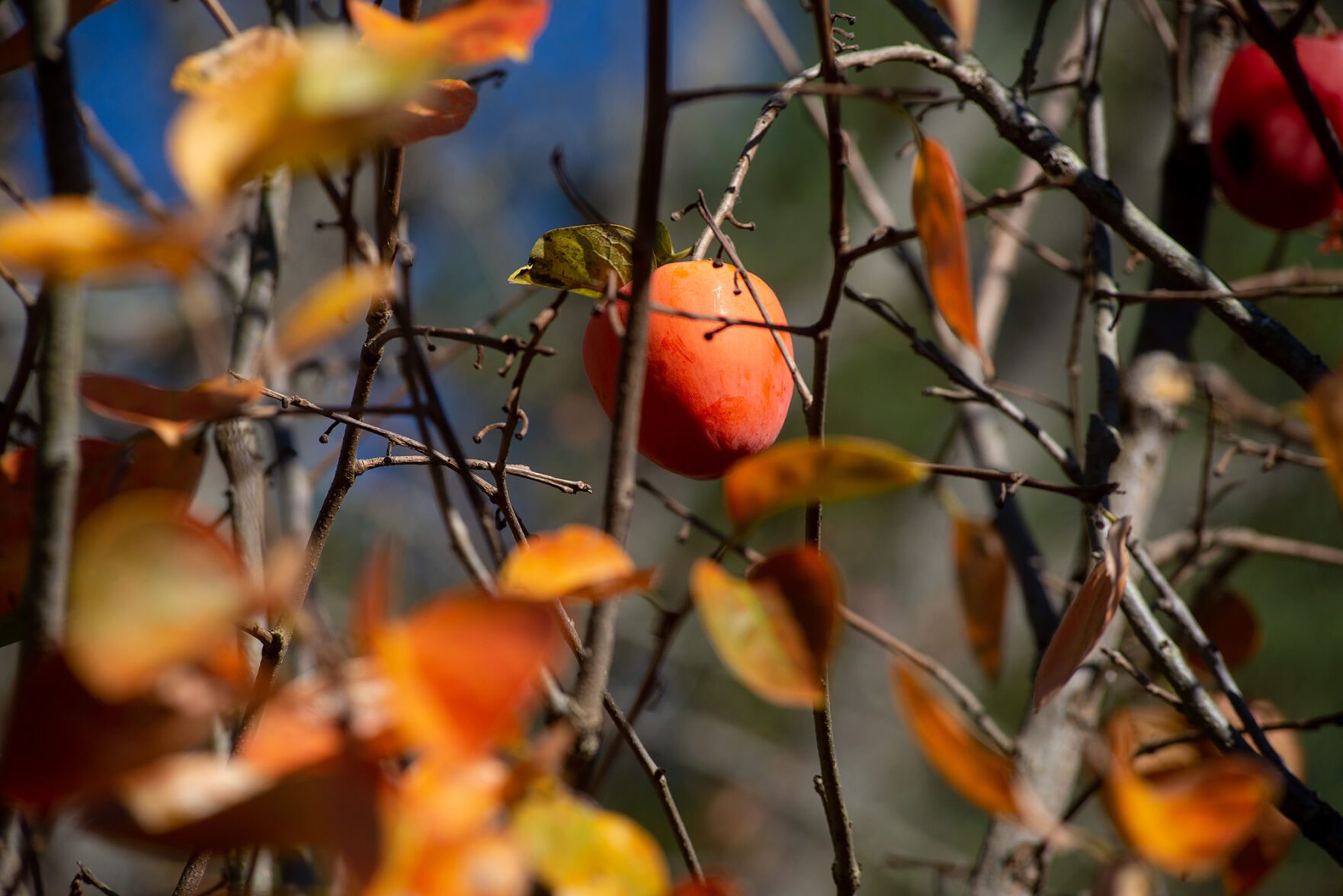 Fall Color